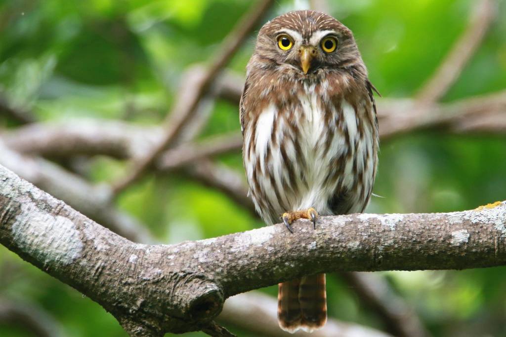 Tecolote bajeño (Glaucidium brasilianum) · iNaturalist Mexico