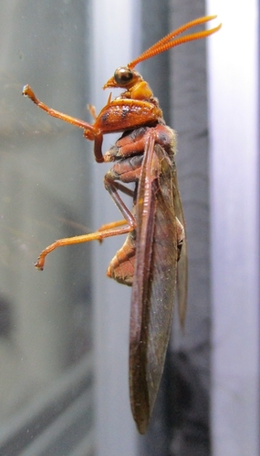 Euclimacia cottami