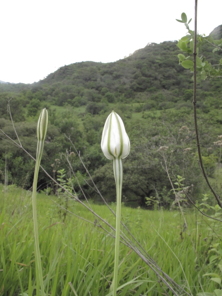 Photos Of Mexican Star Milla Biflora Inaturalist