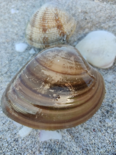 Chocolate Clam
