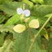 Commelina communis albiflora - Photo (c) Joachim Bidallier, all rights reserved, uploaded by Joachim Bidallier