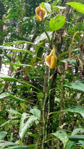 philodendron clarinervium Anthurium Clarinervium