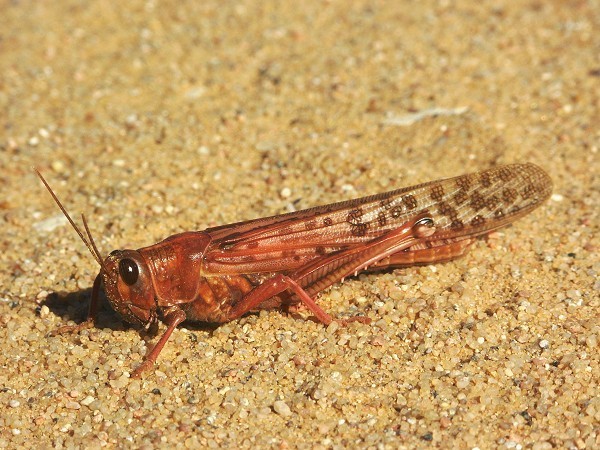 Locusta - Enciclopédia da Vida
