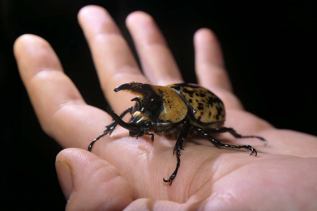 giant elephant beetle