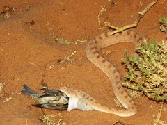 Desert Horned Viper