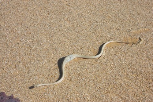 Egyptian Sand Snake