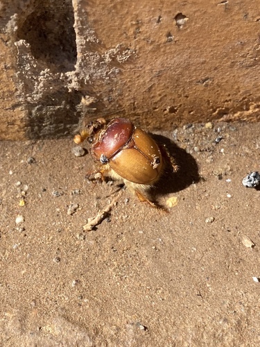 Prototrupes kochi