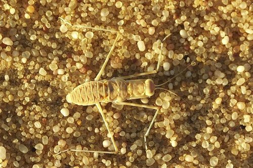 Heteronutarsus aegyptiacus