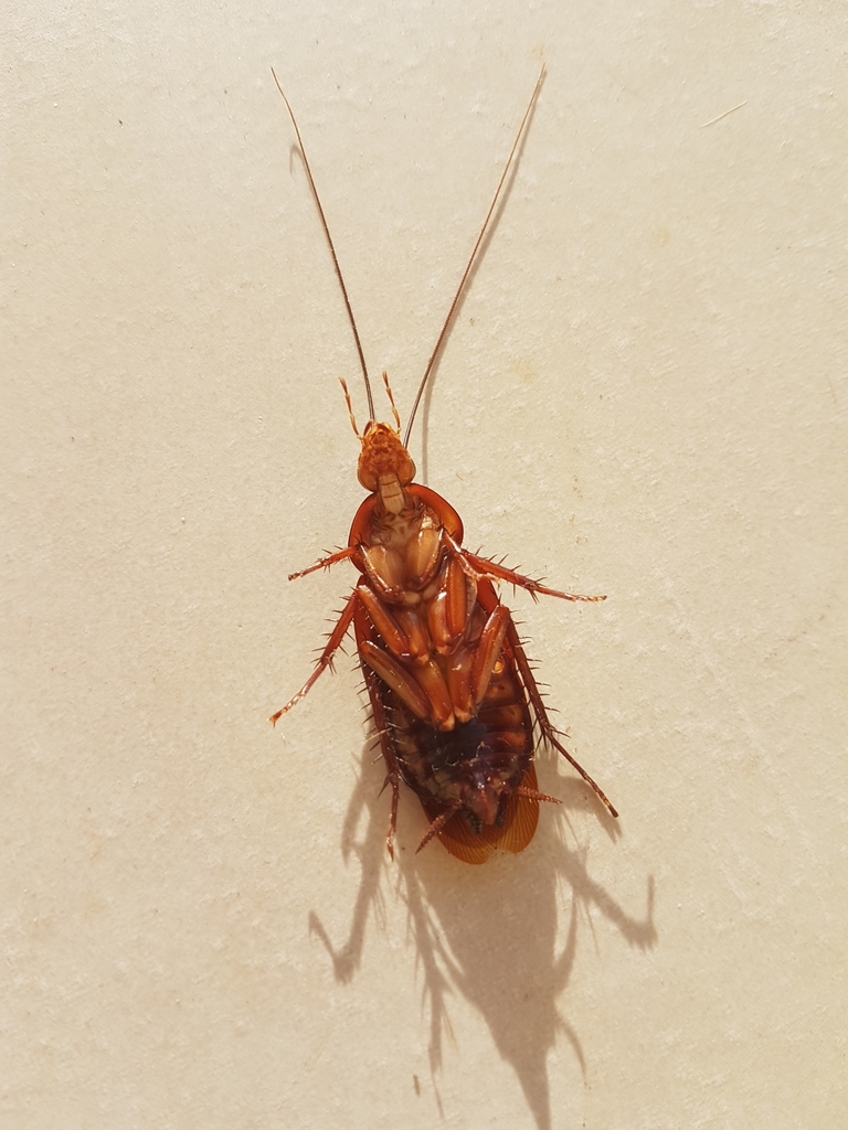 American Cockroach from Rue de la Canneraie, Guyane française on August ...
