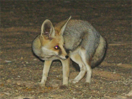 Rüppell's Fox