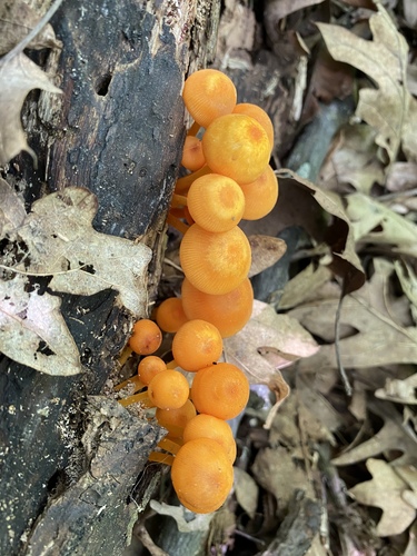 orange mycena