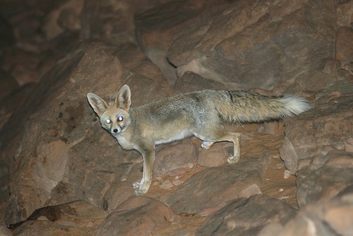 Rüppell's Fox