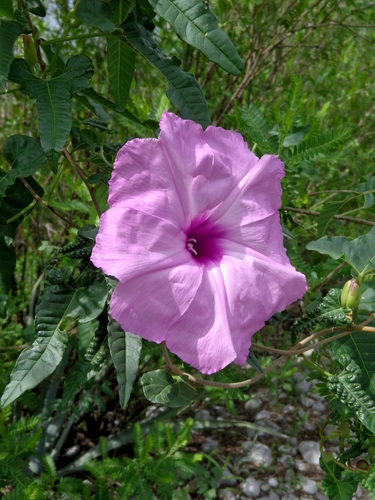 cliff morning-glory (Ipomoea rupicola)