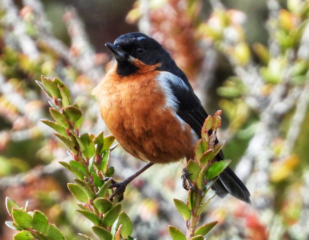 Black-throated Flowerpiercer photo
