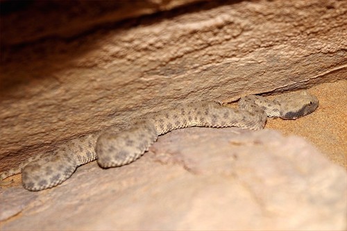 Desert Horned Viper