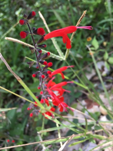 Pineapple Sage