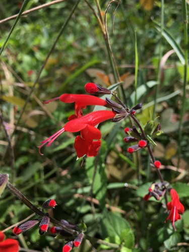 Pineapple Sage