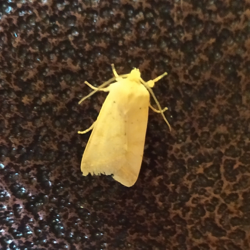 Cutworms and Dart Moths from Spasskiy rayon, RURZ, RU on September 14