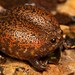 Strawberry Rain Frog - Photo (c) Tyrone Ping, all rights reserved, uploaded by Tyrone Ping