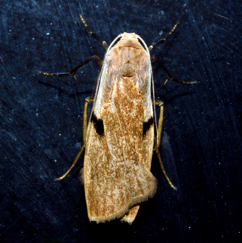 Eilema bipuncta