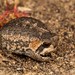 Mountain Rain Frog - Photo (c) Tyrone Ping, all rights reserved, uploaded by Tyrone Ping