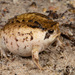 Rose's Rain Frog - Photo (c) Tyrone Ping, all rights reserved, uploaded by Tyrone Ping