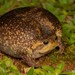 Breviceps verrucosus - Photo 由 Tyrone Ping 所上傳的 (c) Tyrone Ping，保留所有權利