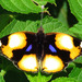 Mariposa Ojos de Venado Amarilla - Photo (c) WildNothos, todos los derechos reservados, uploaded by WildNothos