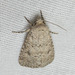 Anarta florida - Photo (c) Joseph Connors, כל הזכויות שמורות, הועלה על ידי Joseph Connors