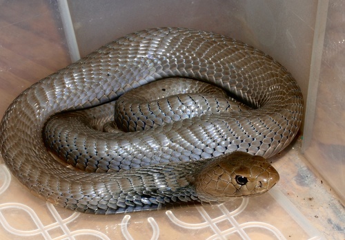 Black-necked Spitting Cobra