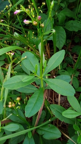 Talinaceae image