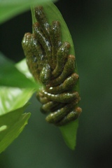 Image of Papilio rogeri