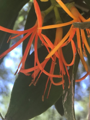 Psittacanthus calyculatus