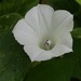 White Morning-Glory - Photo (c) Frances, all rights reserved, uploaded by Frances