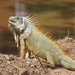 Iguana iguana - Photo (c) Daniel, כל הזכויות שמורות, uploaded by Daniel