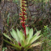 Werauhia - Photo (c) Terry Gosliner, all rights reserved, uploaded by Terry Gosliner