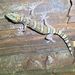 Western Marbled Velvet Gecko - Photo (c) jgjulander, all rights reserved