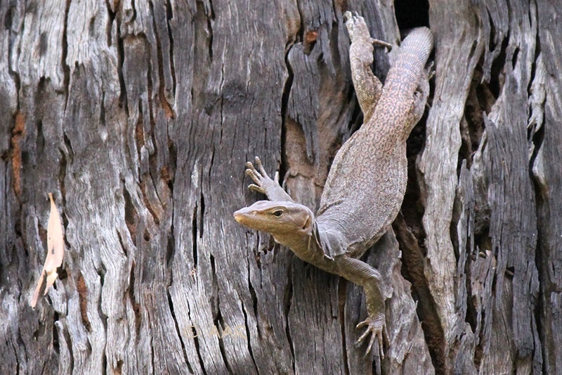 Black-headed Monitor from Karijini National Park, , WA, AU on November ...