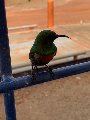 Beautiful Sunbird