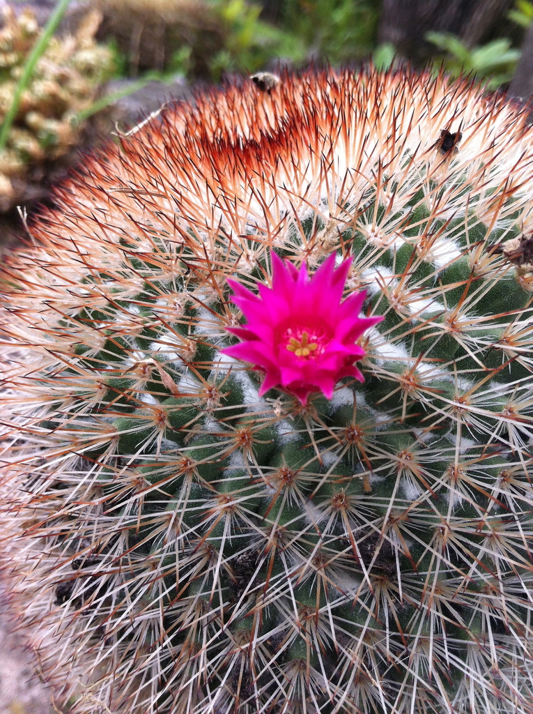 Mammillaria spinosissima  iNaturalist