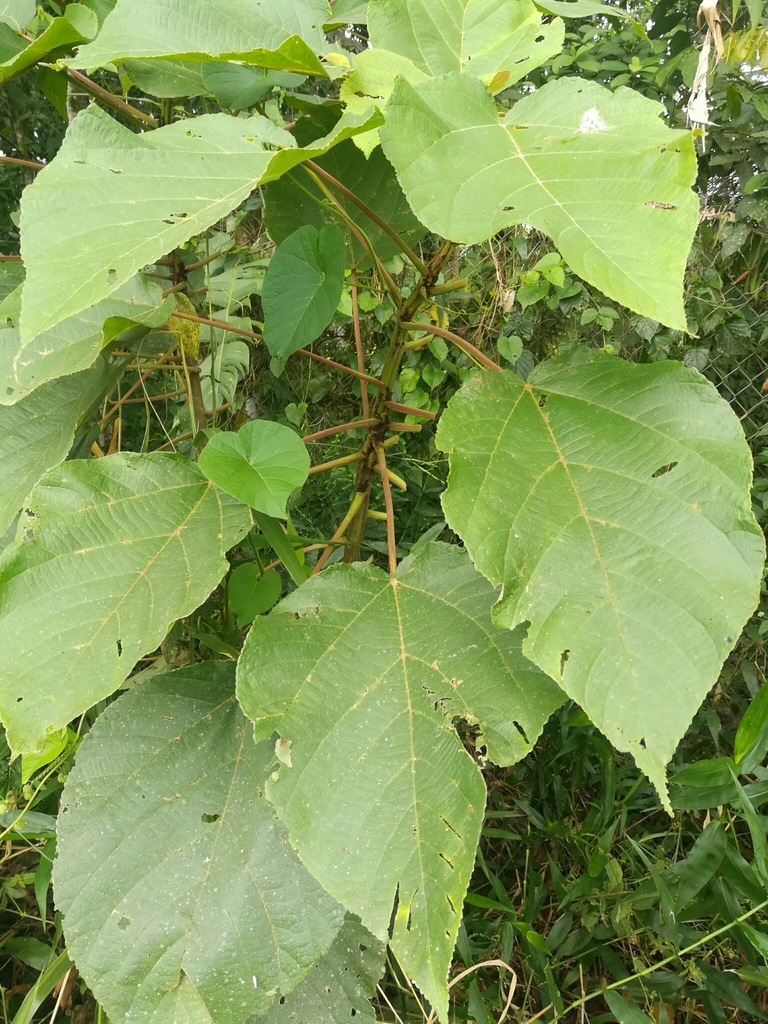 Croton lechleri from Cuyabeno on August 6, 2020 at 10:38 AM by Mayra ...