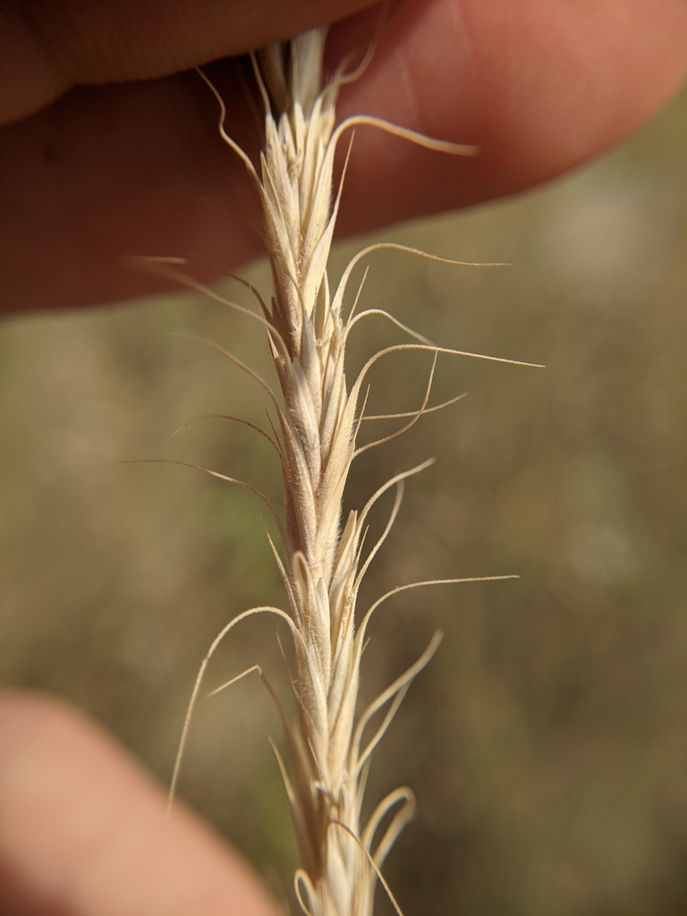 Wild Rye Alberta Montana wild rye from Calgary, AB T2K 1J7, Canada on September 17, 2020 ...