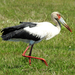 Maguari Stork - Photo (c) Vincent, all rights reserved, uploaded by Vincent