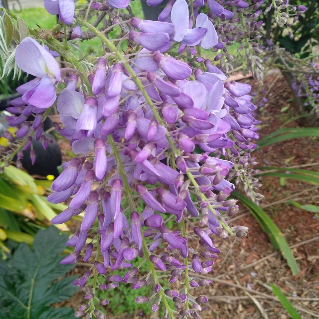 wisterias from Clayton VIC 3168, Australia on September 18, 2020 at 11