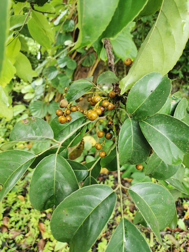 Bischofia polycarpa · iNaturalist