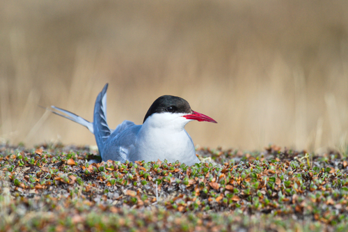 Arctic Tern