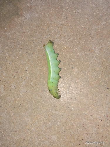Oleander Hawkmoth