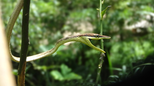 Gulf Coast Vine Snake