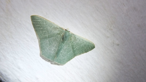 Thalassodes quadraria