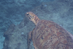 Green turtle